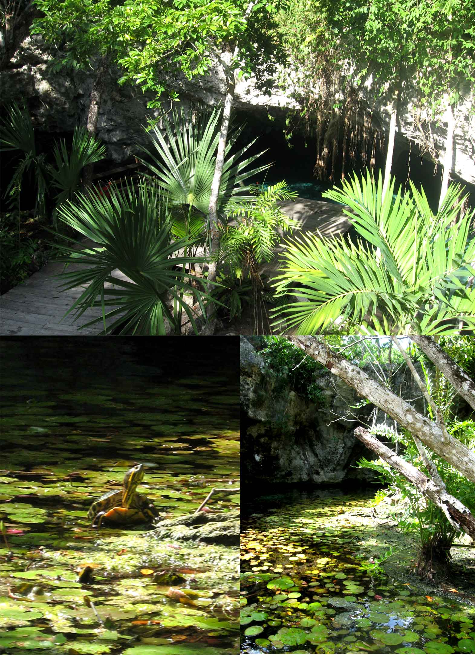 Grand cenote